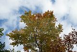 baumkronenpfad-herbst-129