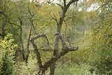 baumkronenpfad-herbst-132