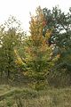 baumkronenpfad-herbst-133