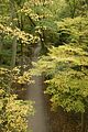 baumkronenpfad-herbst-22