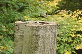 baumkronenpfad-herbst-23