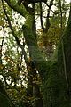 baumkronenpfad-herbst-29