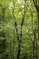 baumkronenpfad-herbst-31