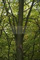 baumkronenpfad-herbst-32