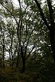 baumkronenpfad-herbst-39