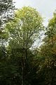 baumkronenpfad-herbst-42