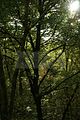 baumkronenpfad-herbst-47