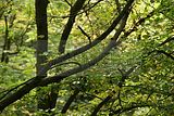 baumkronenpfad-herbst-48