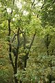 baumkronenpfad-herbst-49