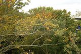 baumkronenpfad-herbst-56