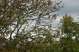 baumkronenpfad-herbst-59