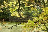 baumkronenpfad-herbst-8