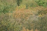 baumkronenpfad-herbst-86