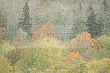 baumkronenpfad-herbst-87