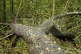 baumkronenpfad-herbst-9