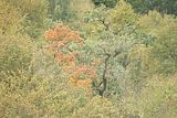 baumkronenpfad-herbst-94
