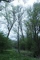 baumkronenpfad_05_2017_005