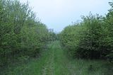 baumkronenpfad_05_2017_007