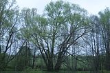 baumkronenpfad_05_2017_022
