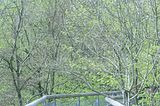 baumkronenpfad_05_2017_063