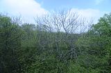 baumkronenpfad_05_2017_067