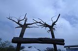 baumkronenpfad_05_2017_069