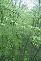 baumkronenpfad_05_2017_098