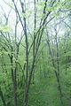 baumkronenpfad_05_2017_103