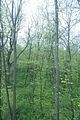 baumkronenpfad_05_2017_105
