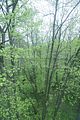 baumkronenpfad_05_2017_112