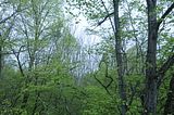 baumkronenpfad_05_2017_114