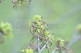 baumkronenpfad_05_2017_119