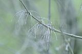 baumkronenpfad_05_2017_125