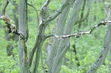 baumkronenpfad_05_2017_128
