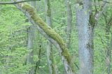 baumkronenpfad_05_2017_129