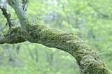 baumkronenpfad_05_2017_134