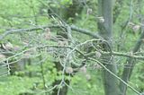 baumkronenpfad_05_2017_135