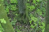 baumkronenpfad_05_2017_136
