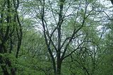 baumkronenpfad_05_2017_139