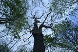 baumkronenpfad_05_2017_144