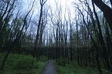 baumkronenpfad_05_2017_147