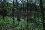 baumkronenpfad_05_2017_149