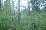 baumkronenpfad_05_2017_150