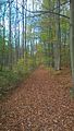 hainich_welterbepfad_10_2017_02