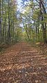 hainich_welterbepfad_10_2017_05