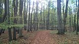 hainich_welterbepfad_10_2017_07