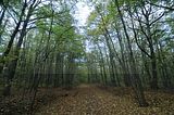 hainich_welterbepfad_10_2017_11