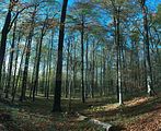 hainich_welterbepfad_10_2017_23