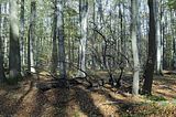 hainich_welterbepfad_10_2017_32