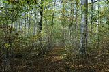 hainich_welterbepfad_10_2017_33